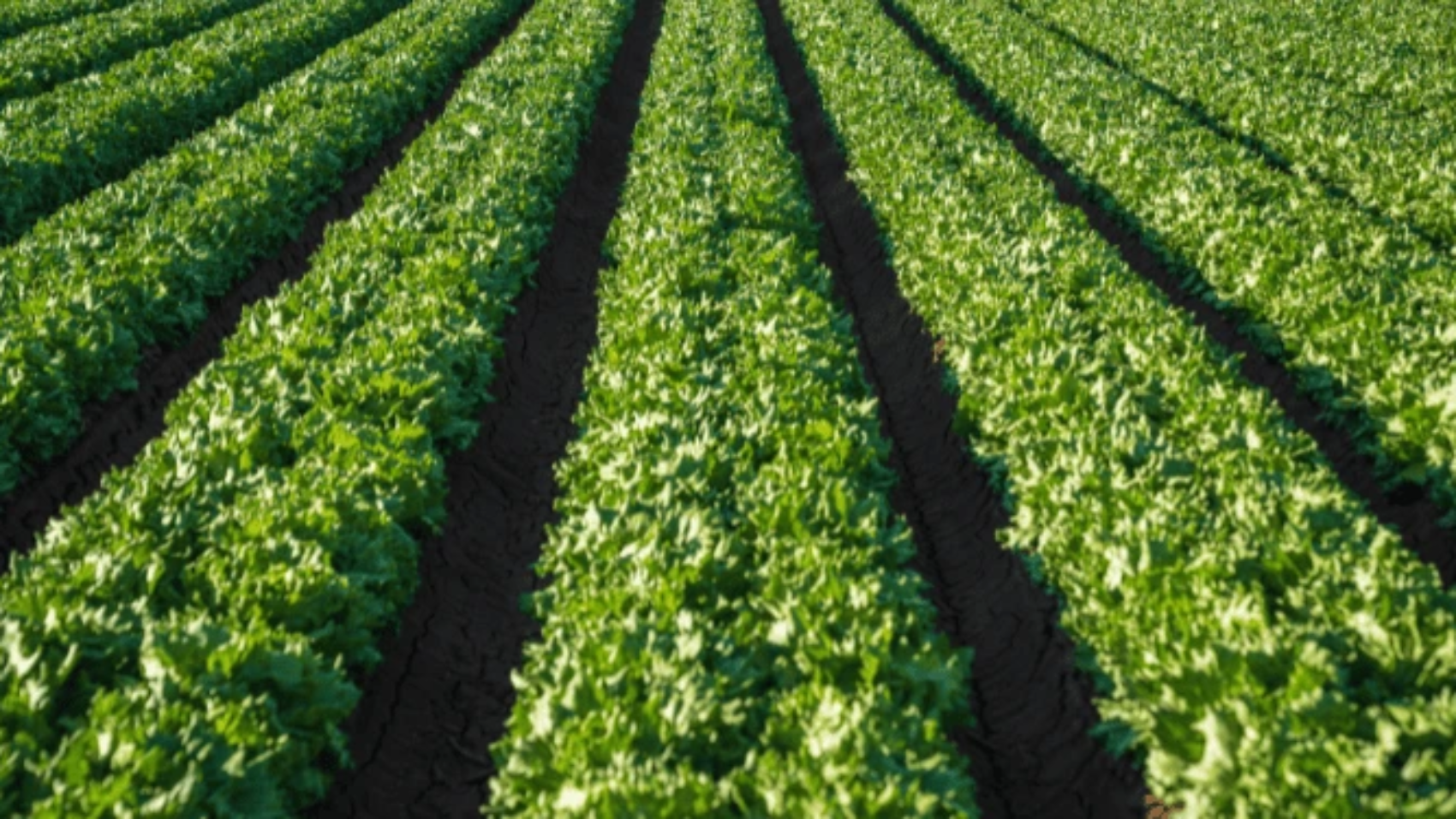 Organic Farming