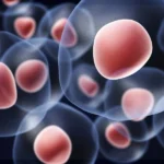 Stem cells