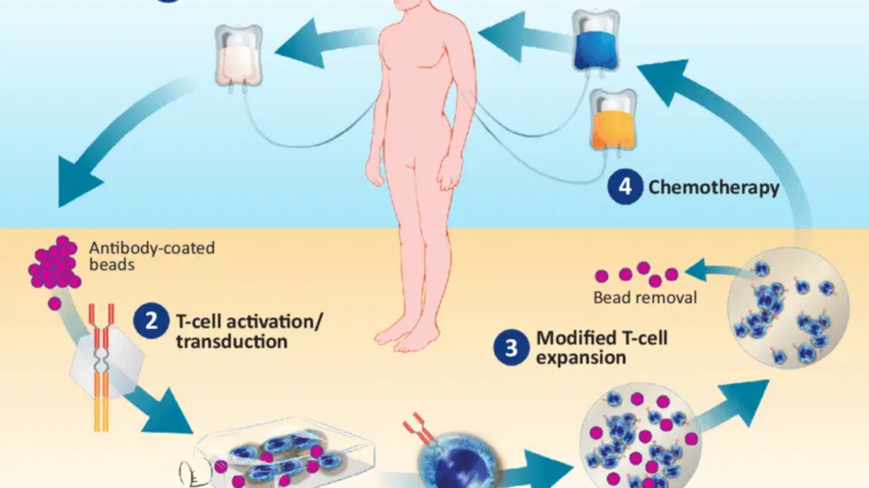 t-cell