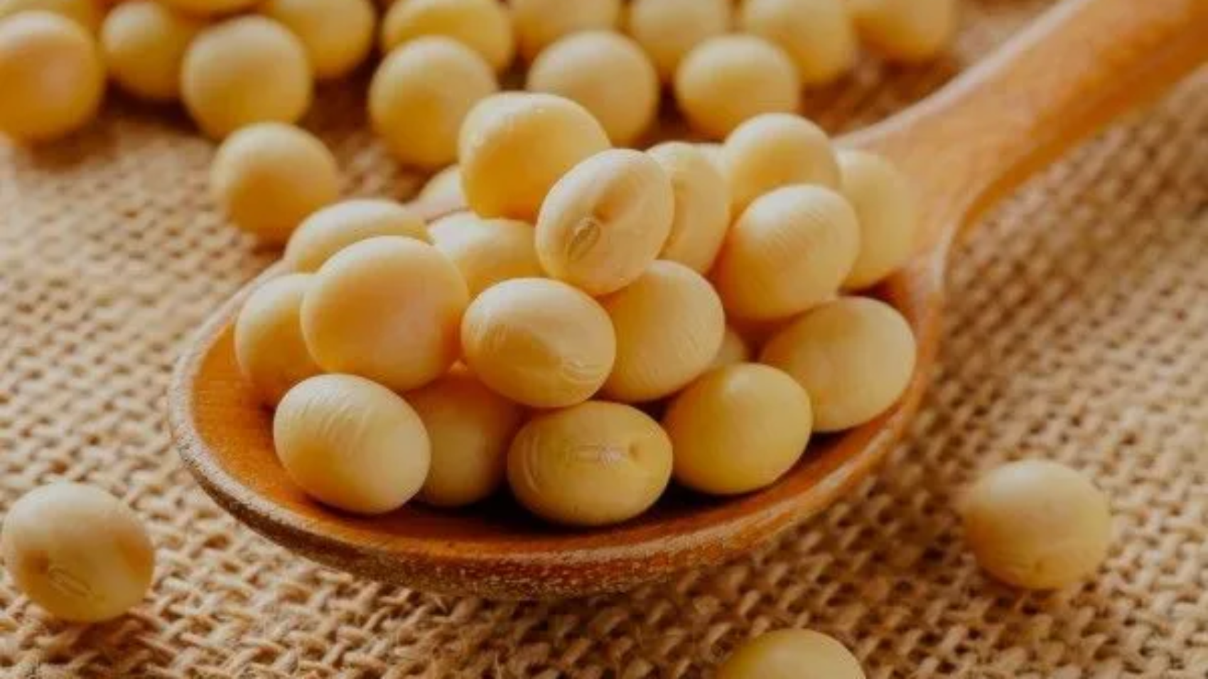 genetic transformation system for soybean