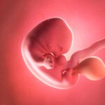 Embryo