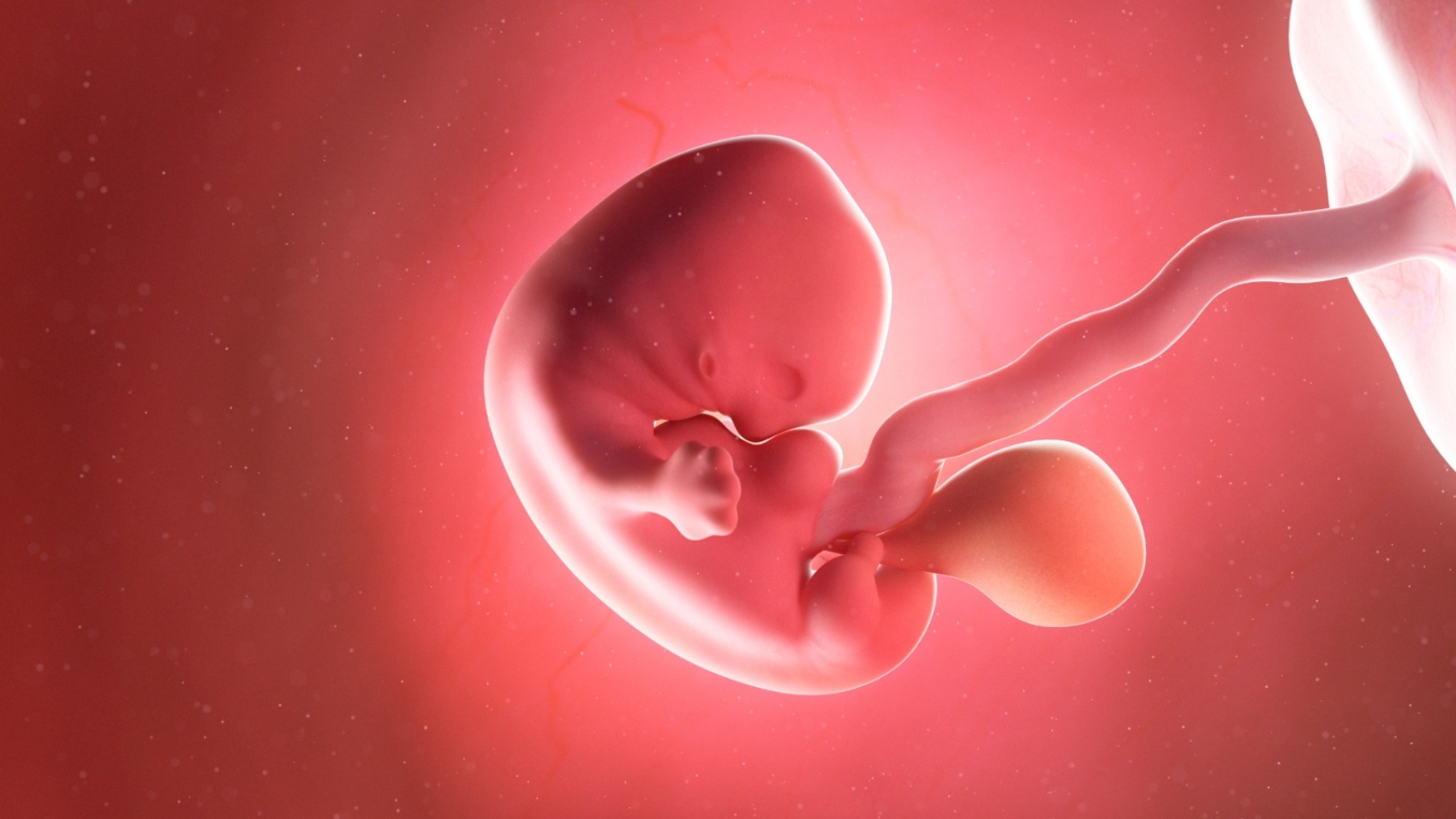 Embryo