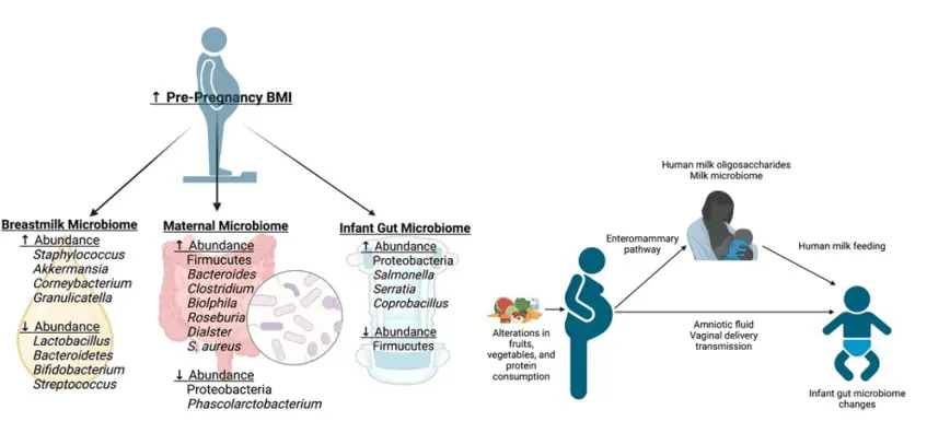 pragency gut health