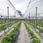 crops_protection