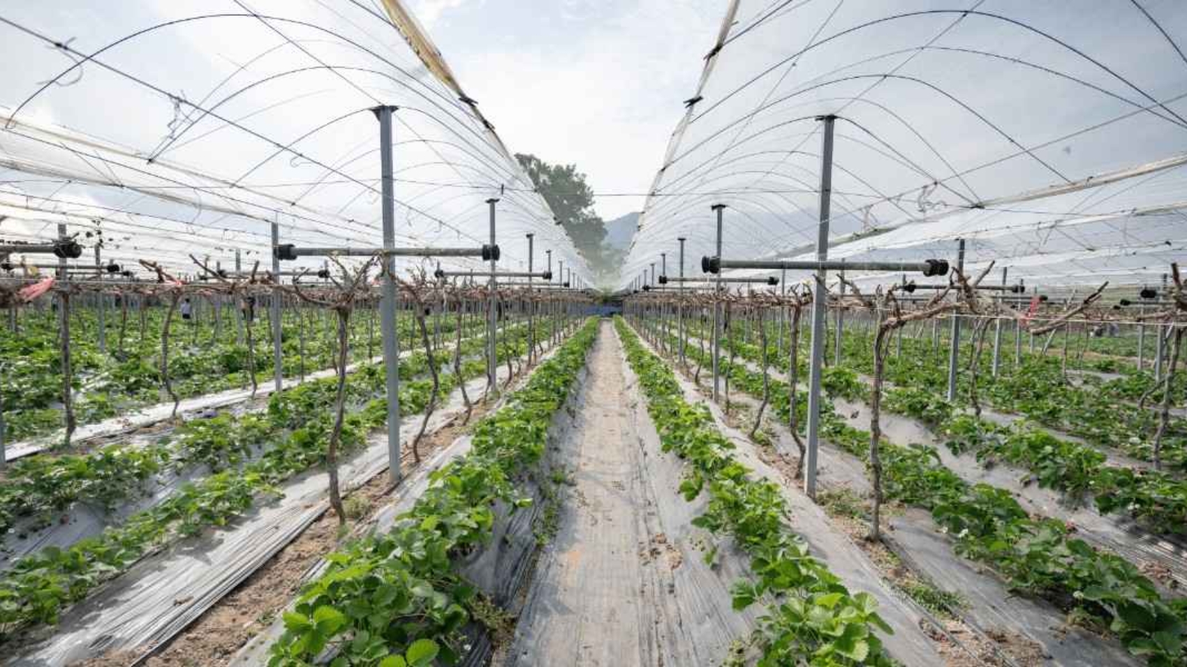 crops_protection