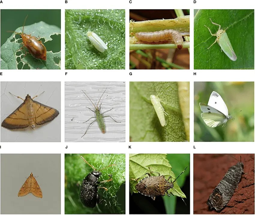 type_of_insects